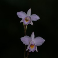 Arundina graminifolia subsp. caespitosa (Aver.) H.A.Pedersen & Schuit.